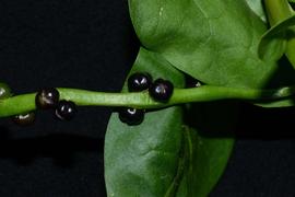   Fruits:   Basella alba ; Photo by P. Acevedo, Smithsonian Institution, NMNH
